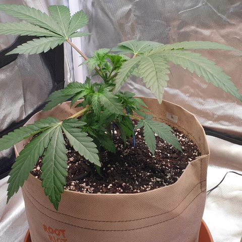 Biscotti growlog timeline photo