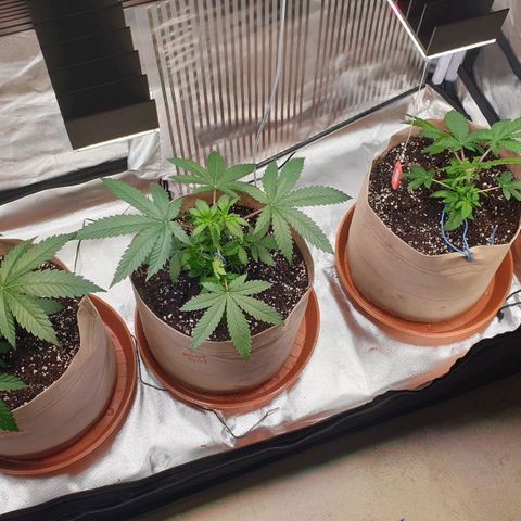 Biscotti growlog timeline photo