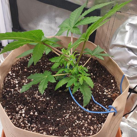 Biscotti growlog timeline photo