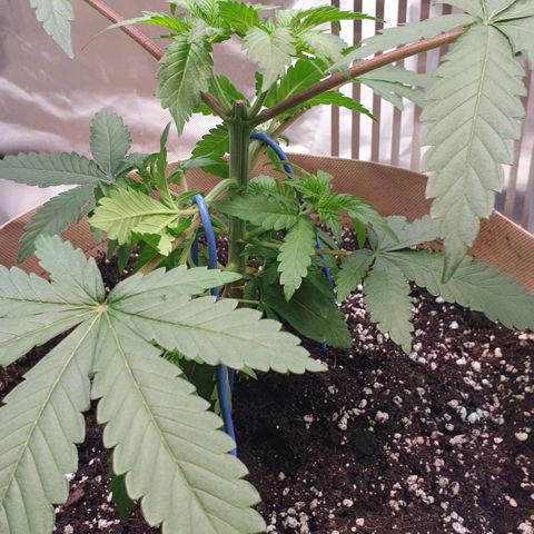 Biscotti growlog timeline photo