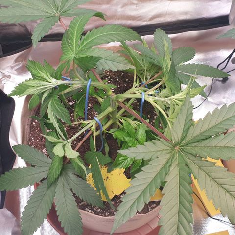 Biscotti growlog timeline photo