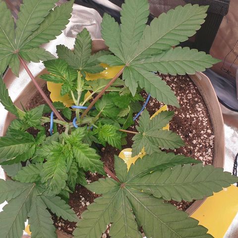 Biscotti growlog timeline photo