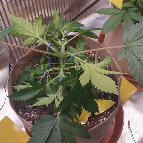 Biscotti growlog timeline photo