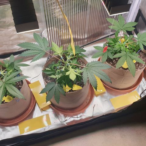 Biscotti growlog timeline photo