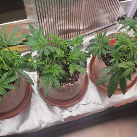 Biscotti growlog timeline photo