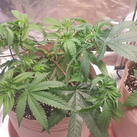 Biscotti growlog timeline photo