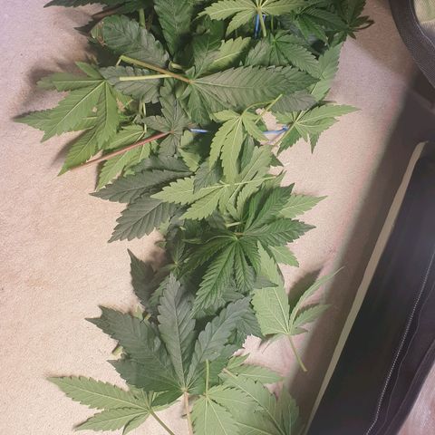 Biscotti growlog timeline photo