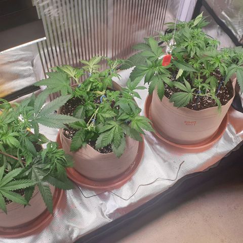 Biscotti growlog timeline photo
