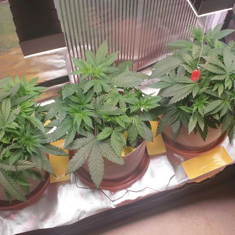 Biscotti growlog timeline photo
