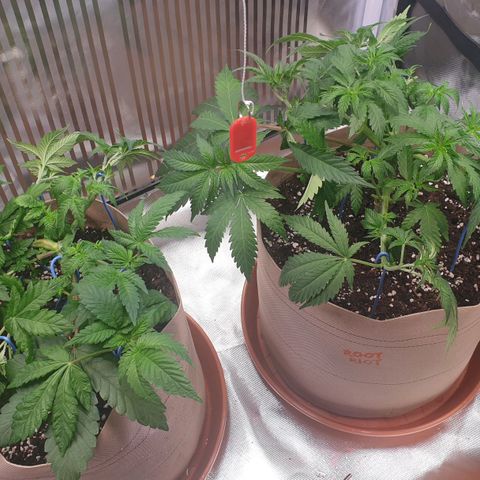 Biscotti growlog timeline photo