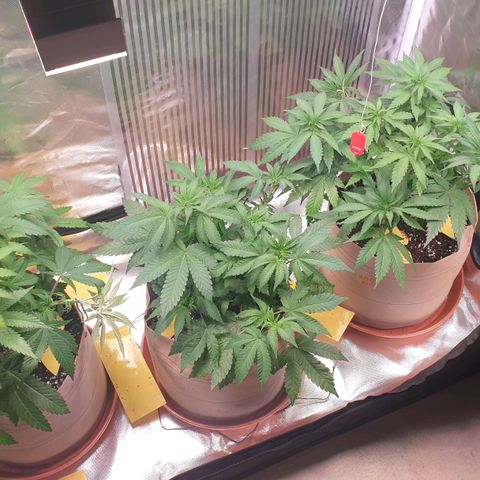 Biscotti growlog timeline photo