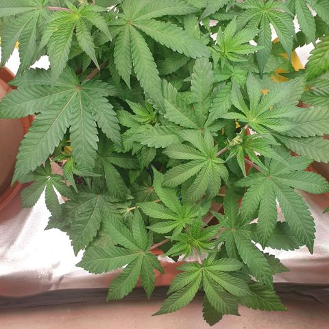 Biscotti growlog timeline photo