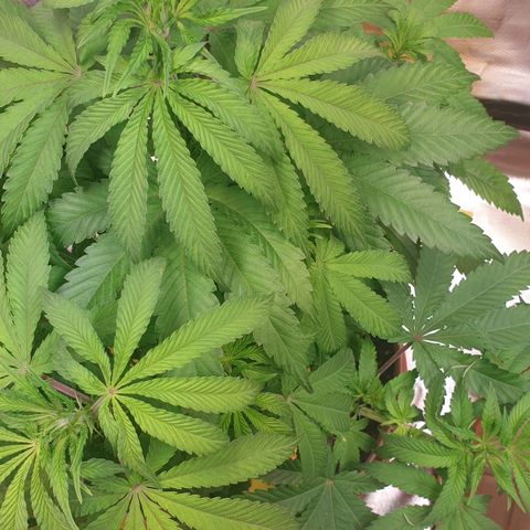 Biscotti growlog timeline photo