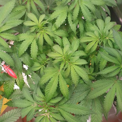 Biscotti growlog timeline photo
