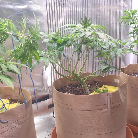 Biscotti growlog timeline photo