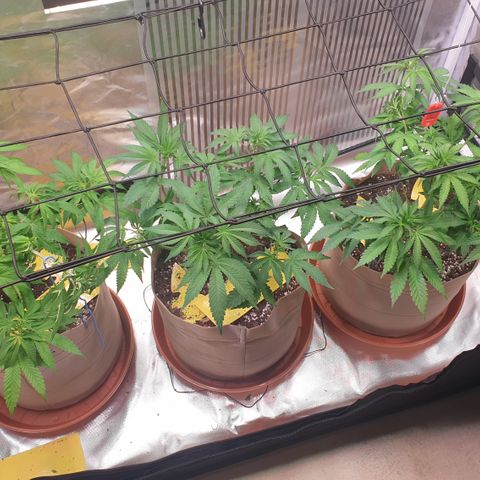 Biscotti growlog timeline photo