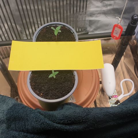 Northern Lights growlog timeline photo