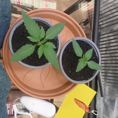 Northern Lights growlog timeline photo