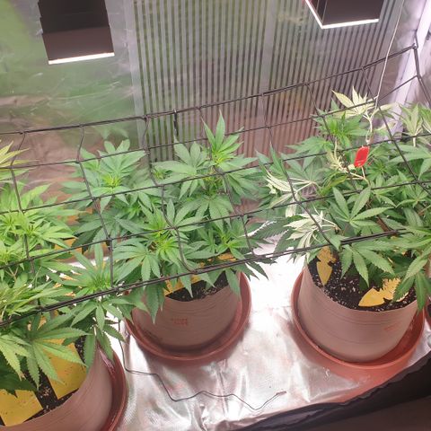 Biscotti growlog timeline photo