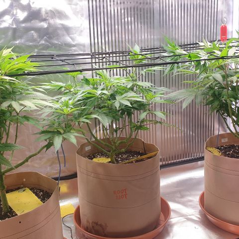 Biscotti growlog timeline photo