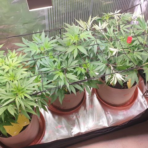 Biscotti growlog timeline photo