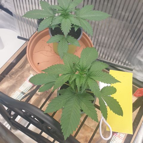 Northern Lights growlog photo: Heute genau 14 Tage seit schlüpfen. 