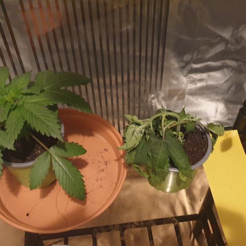 Northern Lights growlog timeline photo