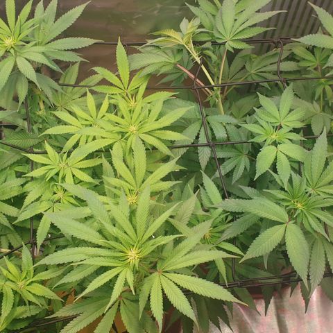 Biscotti growlog timeline photo