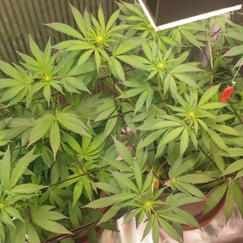 Biscotti growlog timeline photo