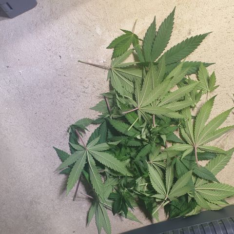 Biscotti growlog timeline photo