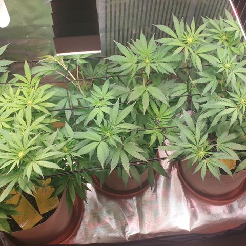 Biscotti growlog timeline photo