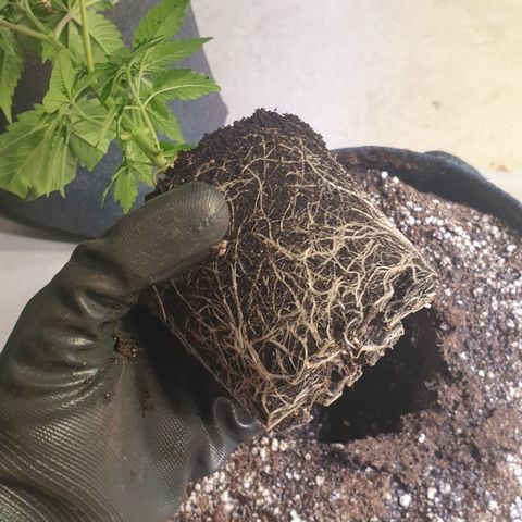 Northern Lights growlog timeline photo
