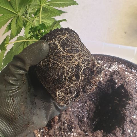 Northern Lights growlog timeline photo