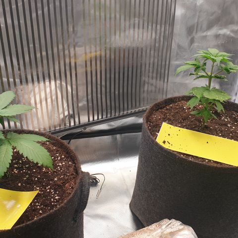 Northern Lights growlog timeline photo