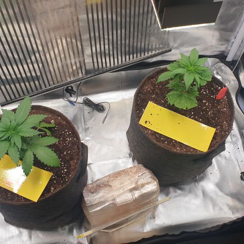 Northern Lights growlog timeline photo