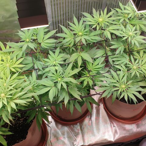 Biscotti growlog timeline photo