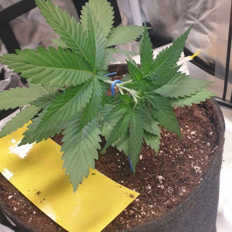 Northern Lights growlog timeline photo