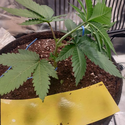 Northern Lights growlog timeline photo