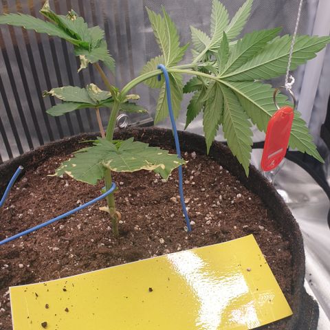 Northern Lights growlog timeline photo