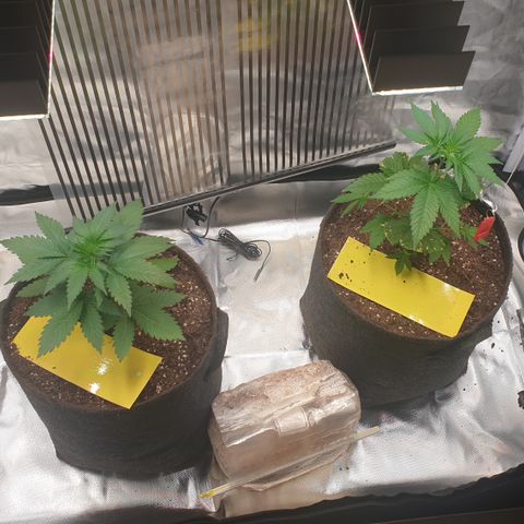 Northern Lights growlog timeline photo