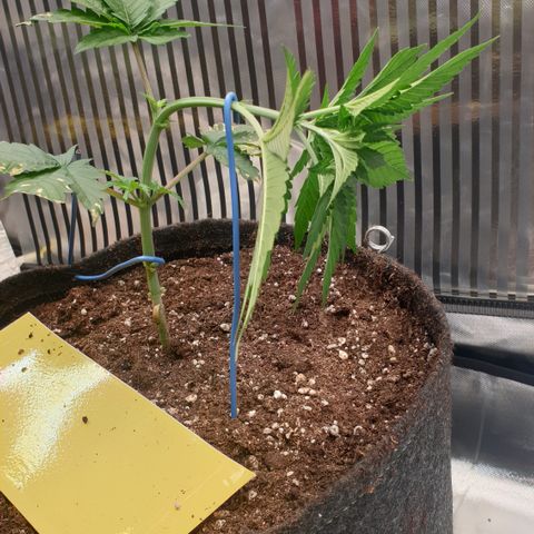 Northern Lights growlog timeline photo
