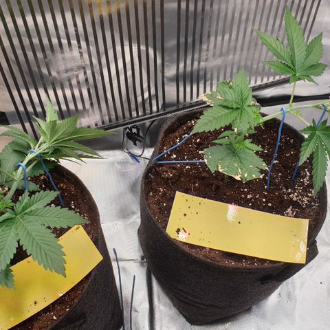 Northern Lights growlog timeline photo
