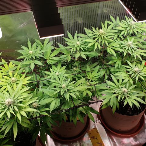Biscotti growlog timeline photo