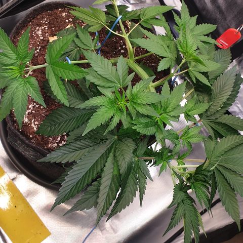 Northern Lights growlog timeline photo