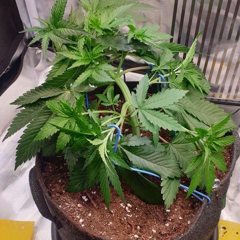 Northern Lights growlog timeline photo