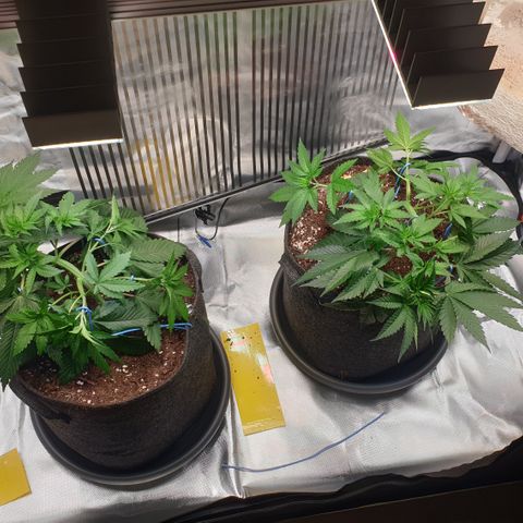 Northern Lights growlog timeline photo