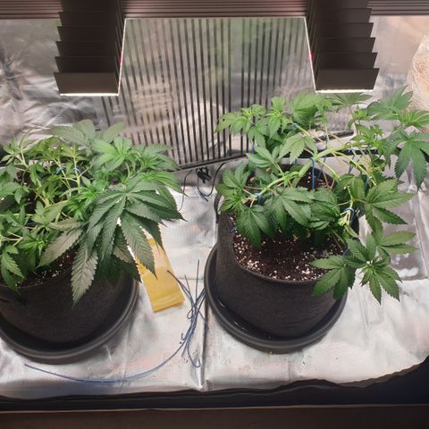 Northern Lights growlog timeline photo