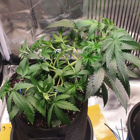 Northern Lights growlog timeline photo