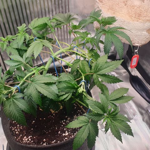 Northern Lights growlog timeline photo