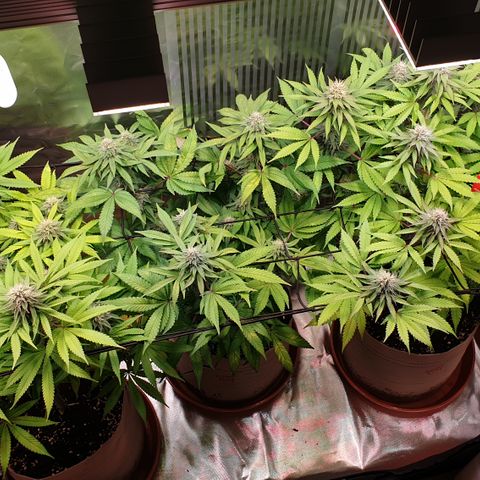 Biscotti growlog timeline photo